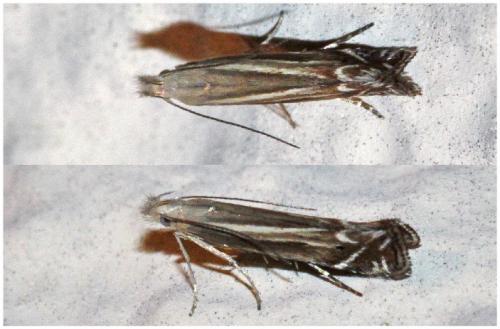 Réf. 261 464 : Isophrictis sp.